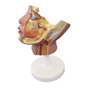 40dd9c88-ee04-407a-a3e3-a33efc5af664.png